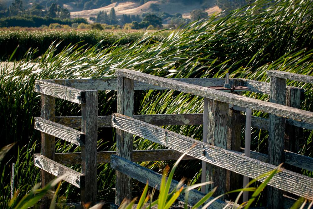 old wood